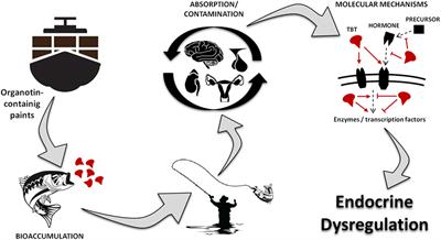 Overview of the Pathophysiological Implications of Organotins on the Endocrine System